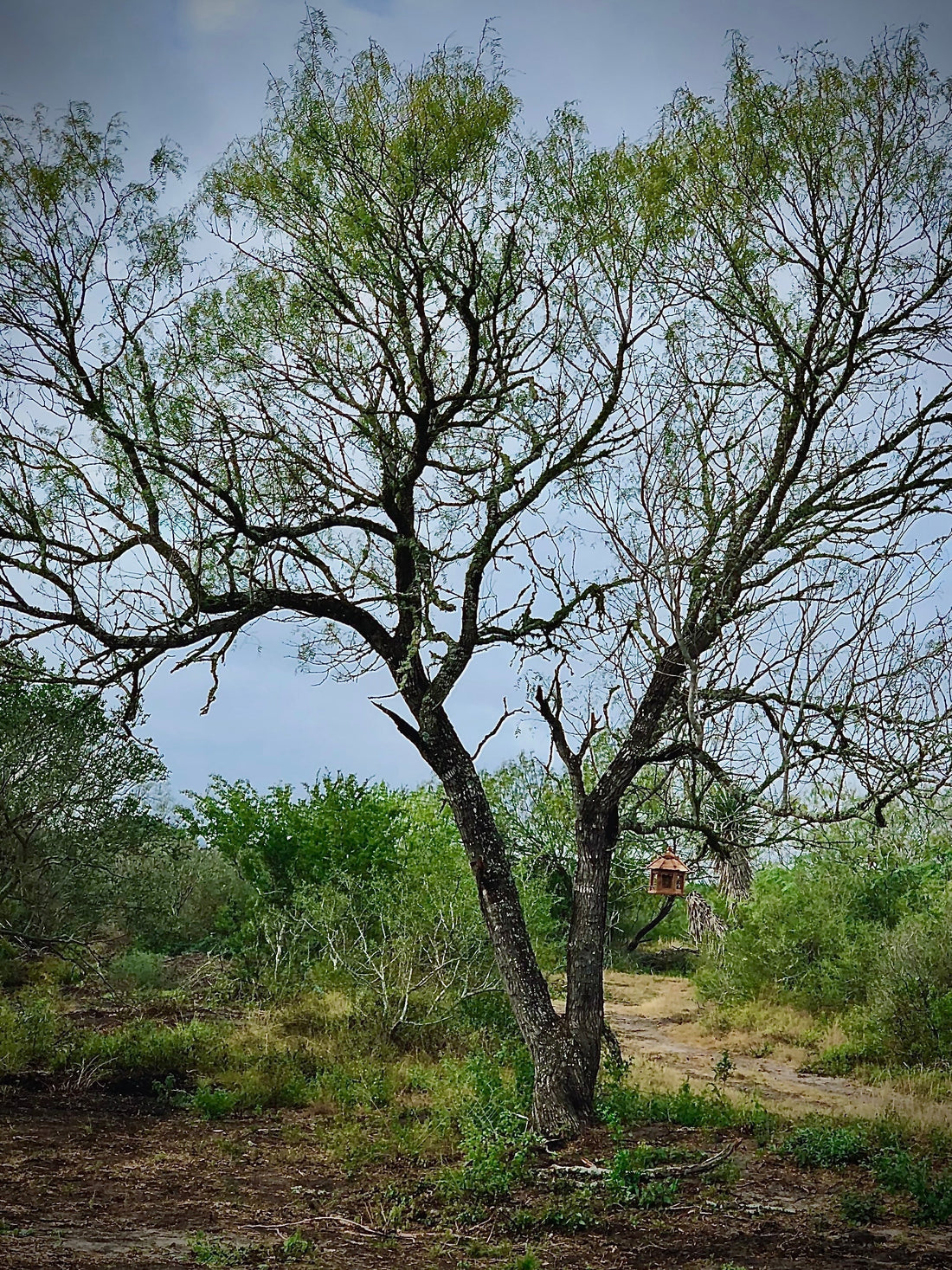 Nature landscape of a tree with leaves growing after the winter season. A bird feeder hangs from one of the branches. 