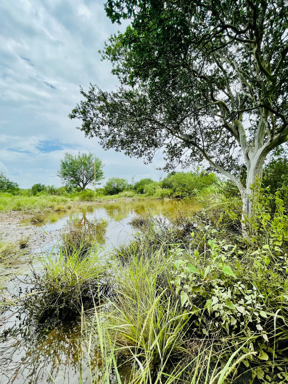 Nature picture of a pond and trees on a partly cloudy day. 