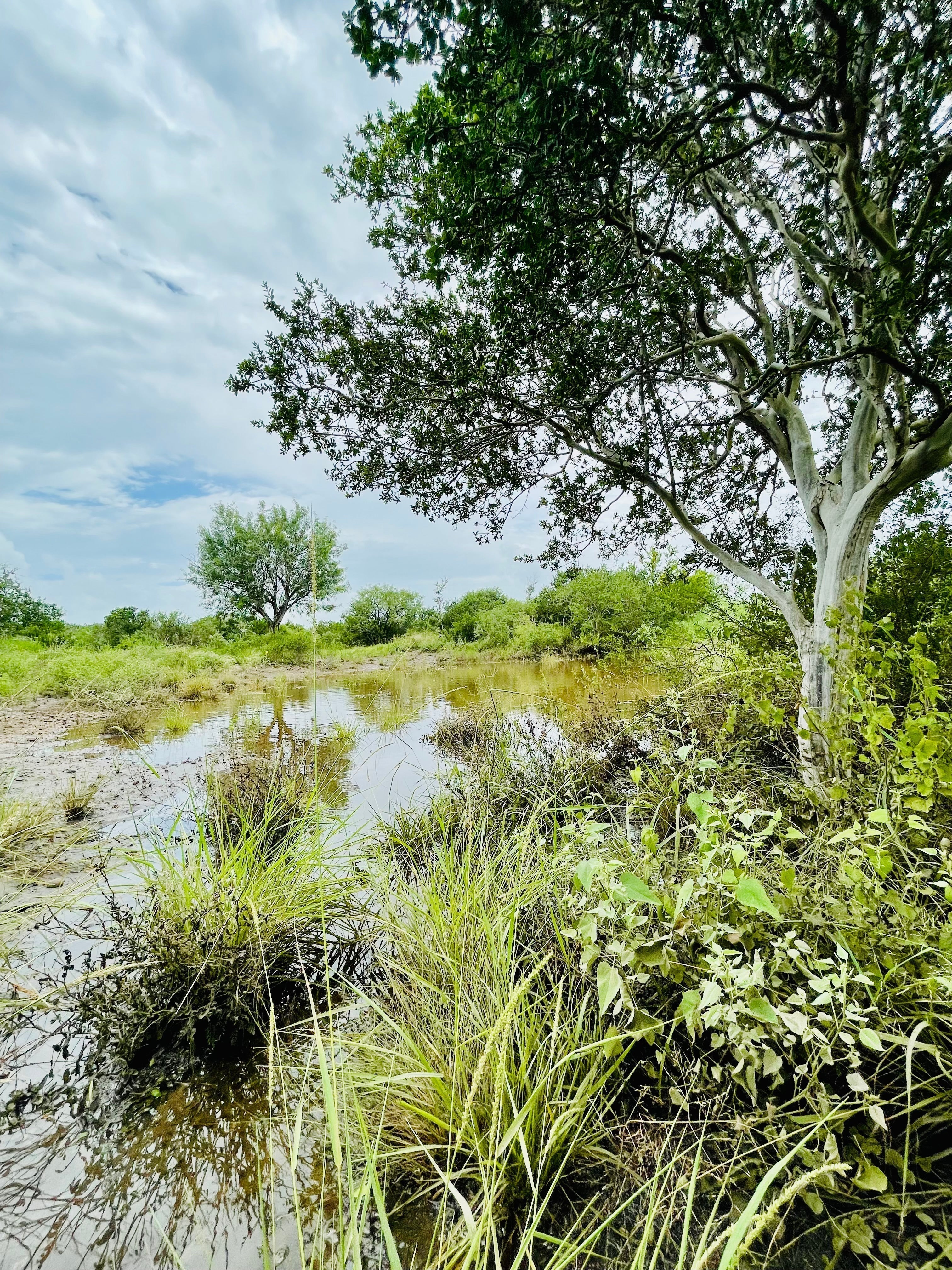 Nature picture of a pond and trees on a partly cloudy day. 